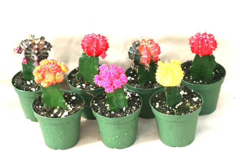 3" Grafted Color Top Cactus